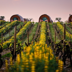The Wine House Hotel - Quinta da Pacheca